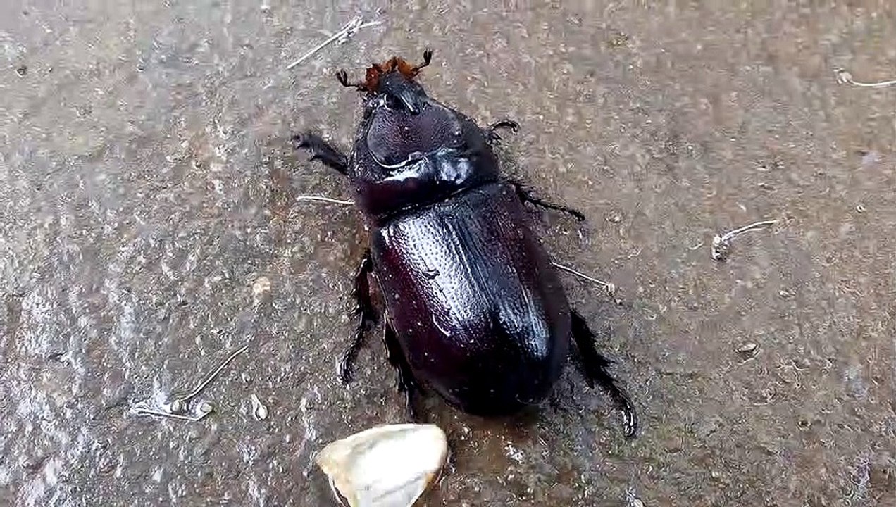 Black bugs video