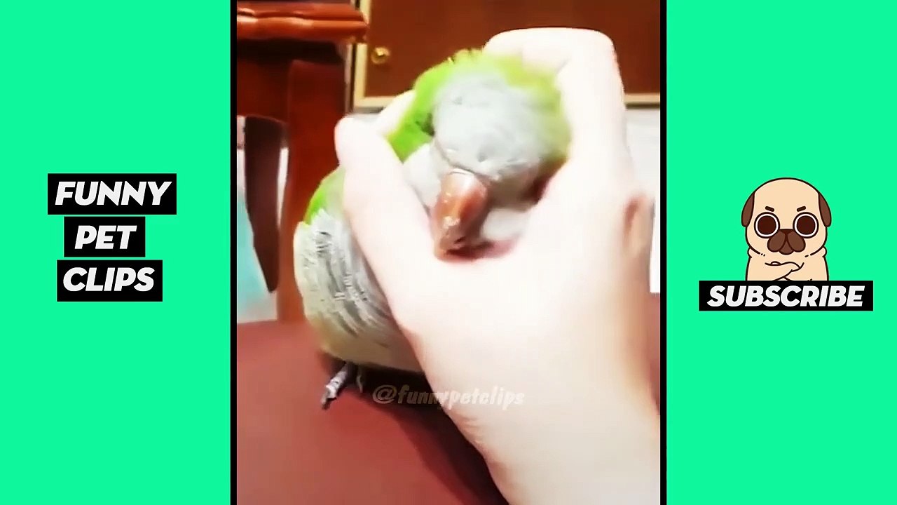Funny Cute Animals: Tik Tok Pets #58