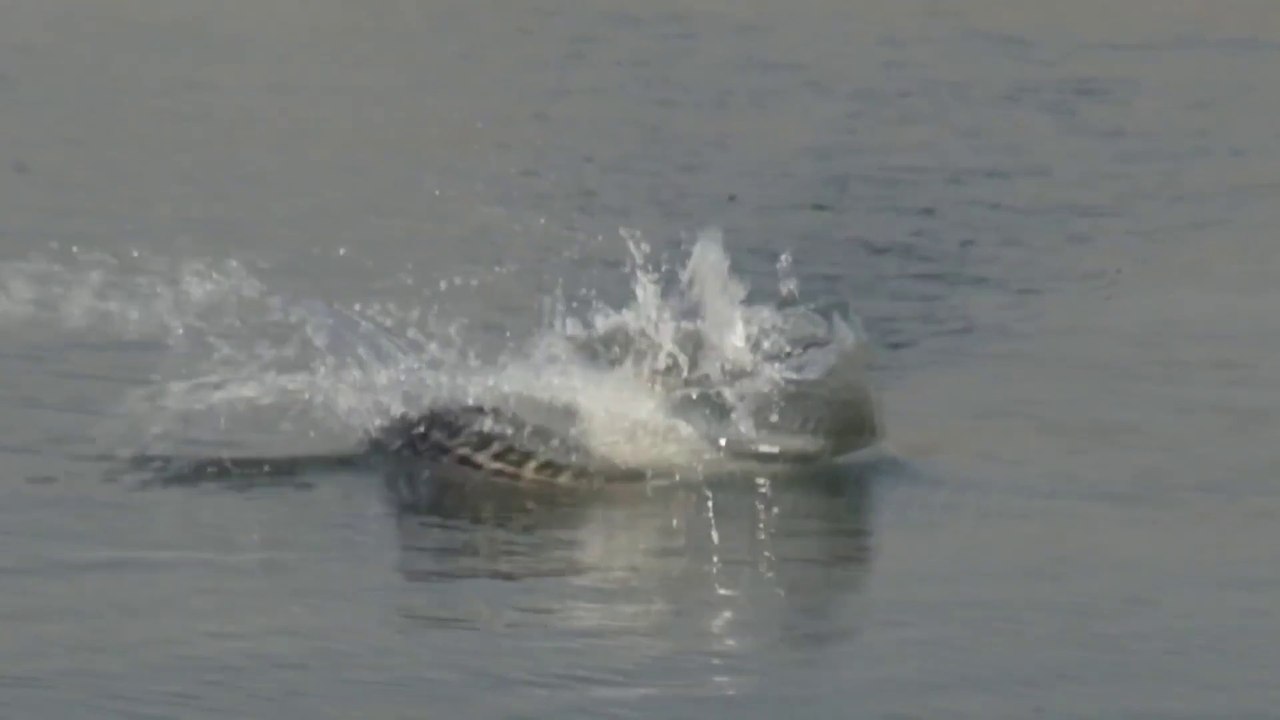 Amazing.. !! Great fish catches, giant monsters. The best videos of all time