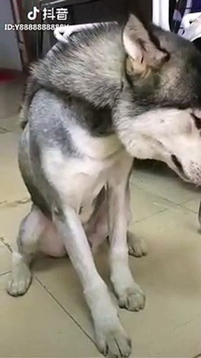 Crying Husky