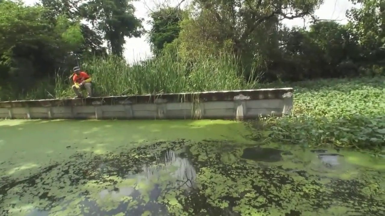 unexpected ..!! Got a big Snakehead fish strike in this Swamp!