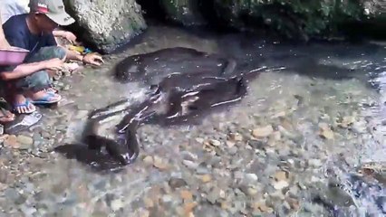 The Eel Fish .. giant eel from Indonesia