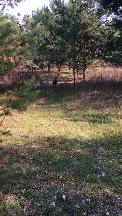 Abbeyfield Clearwater Cleo Rettungshundetraining