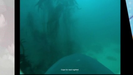 Des requins avec des caméras !