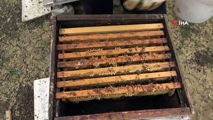 Bursa’da arı ölümleri devam ediyor