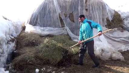 Besicilerin kar çilesi nisanda da sürüyor - HAKKARİ