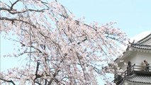 شاهد.. تفتح أزهار أشجار الكرز في اليابان