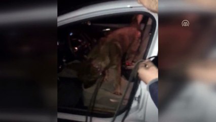 Niğde'de uyuşturucu operasyonu: 4 gözaltı