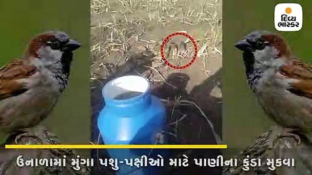 ઉનાળાના કાળઝાળ તાપમાં ચકલાઓ માટે આટલું કરો