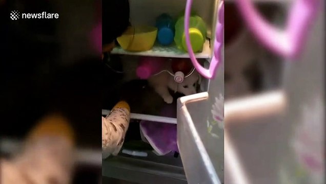 Puppy is tired of the Indian heat and crawls into a fridge to escape