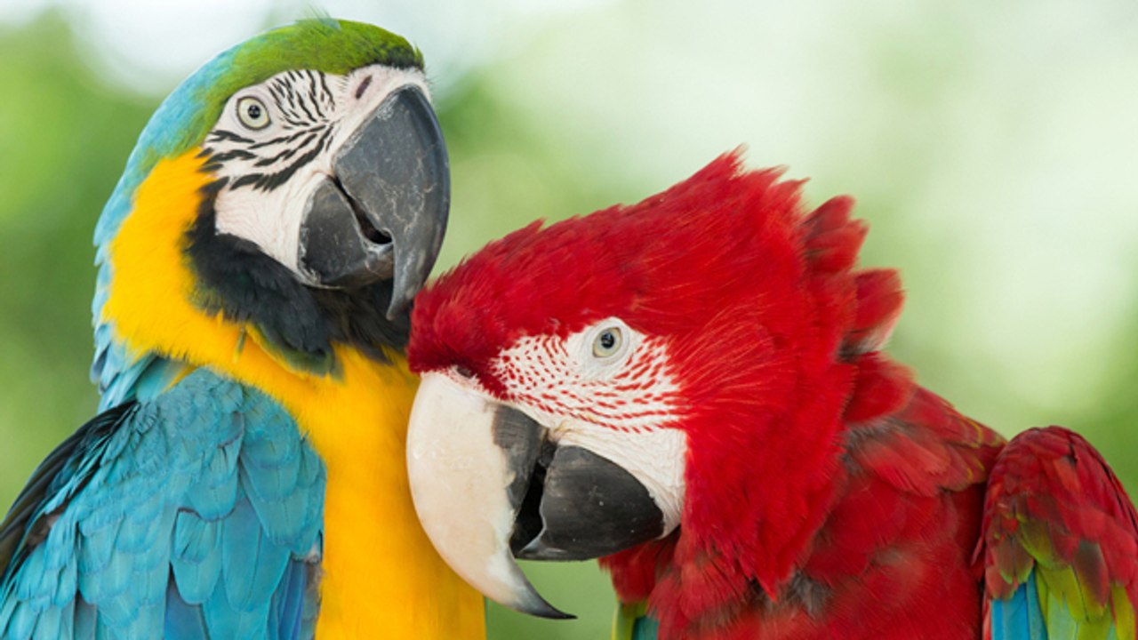 La alimentación de los loros