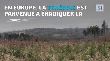 La Meuse-Luxembourg - La Tchéquie, un modèle dans la lutte contre la peste porcine africaine
