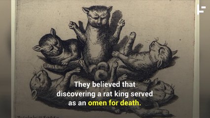The Strange and Disgusting History of Rat Kings