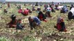 Adana'da Turfanda Soğan Hasadı Başladı, Fiyatlar Yarı Yarıya Düşecek