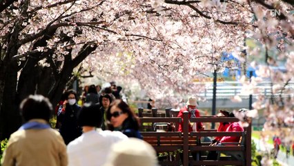 [영상] 봄 나들이 / YTN