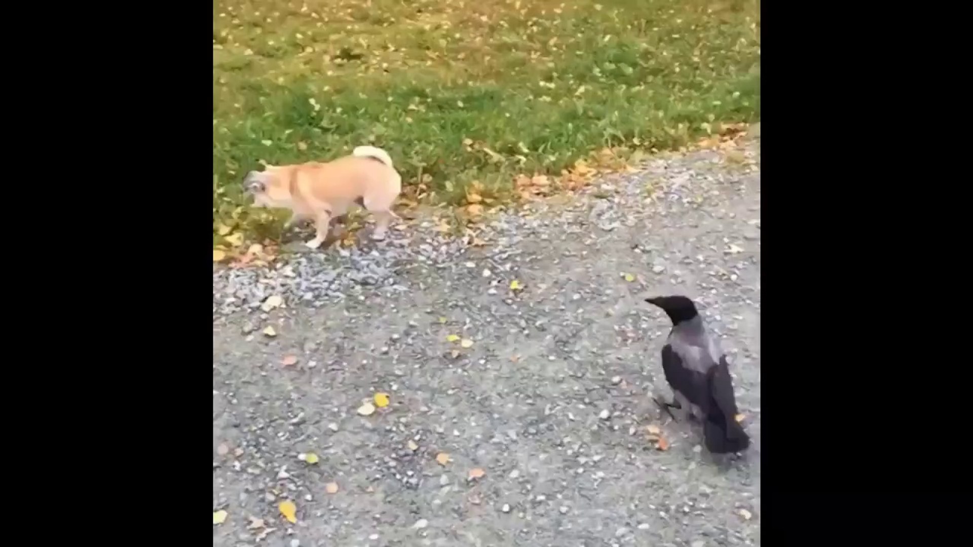 ⁣Awesome Funny Animals' Life Viral Videos - Funniest Pets - Mejores virales