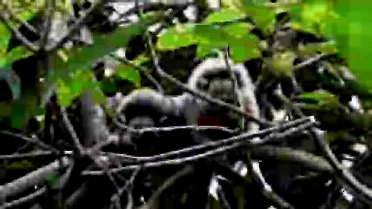 Monkey