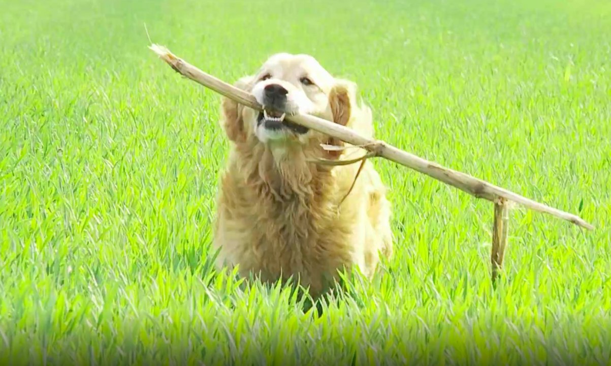 Diese Hunderasse passt zu deinem Sternzeichen