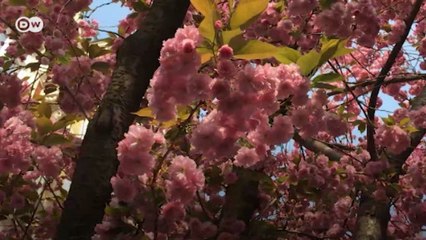 Bonn'un merkezi bir çiçek denizi gibi