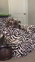 Un chien se met à chanter...