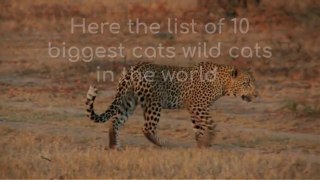 the top ten biggest cats