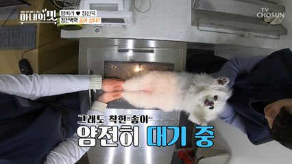 청천벽력! 솜이의 상태가 심각하다? [아내의 맛] 42회 20190409