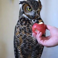 La réaction de ce hibou quand on lui donne une pomme est absolument hilarante. Regardez !