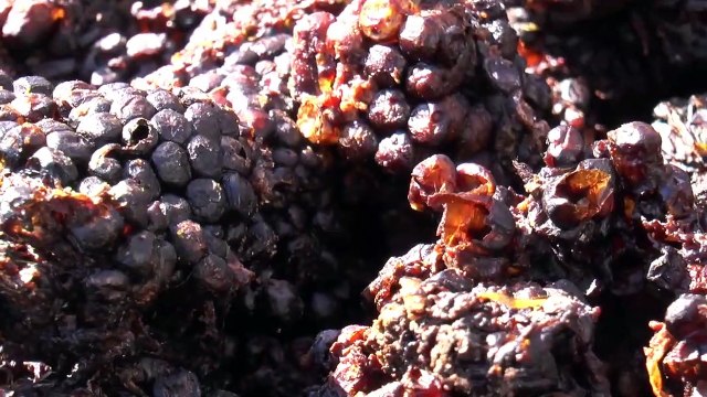 D!CI TV : le frelon asiatique débarque, les apiculteurs dégainent