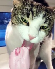 Ce chat savoure goulûment une glace à la fraise. Trop mignon !