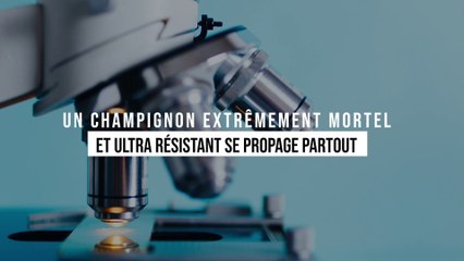 Début d'épidémie mondiale : ce champignon extrêmement mortel et ultra résistant se propage partout