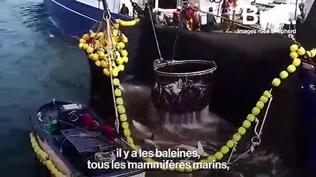 En diffusant le cri de détresse de l'océan, l'apnéiste Guillaume Néry alerte sur le déclin des écosystèmes marins