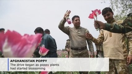 Poppy eradication campaign begins in Afghanistan’s Nangarhar province