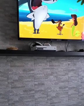 Quand un chiot adore regarder des dessins animés, voici ce que ça donne !