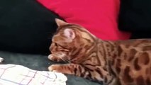 Videos of Dogs and Cats - Videos of Laughter of Cats ❤