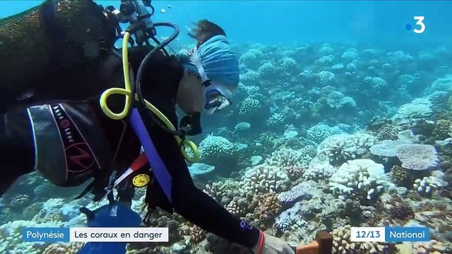 Polynésie : des coraux menacés par le changement climatique