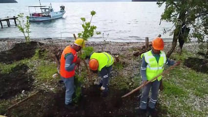 Akbük Koyu'nda ağaçların kesilmesi - 3 zanlı tutuklandı - MUĞLA