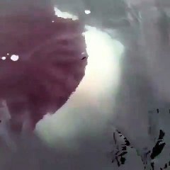 Deux baleines vont faire une énorme surprise à leurs visiteurs. Regardez !