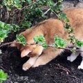 Ce chat est à la recherche d'un trésor enfoui dans le jardin. Surprenant !