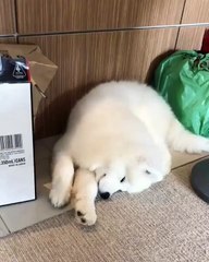 Trop marrant ! Ce chien n'aime pas qu'on dérange sa sieste, regardez ce qu'il fait.