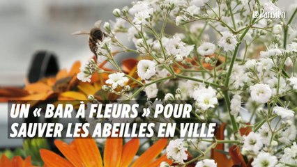 Un « bar à fleurs » pour sauver les abeilles en ville