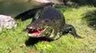 La rapidité de ce crocodile est effrayante. Regardez ce qu'il va manger !