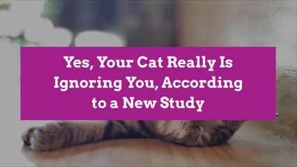 Yes, Your Cat Really Is Ignoring You, According to a New Study