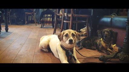 Annie - Romanian Rescue Dog - 4 Weeks Residential Dog Training
