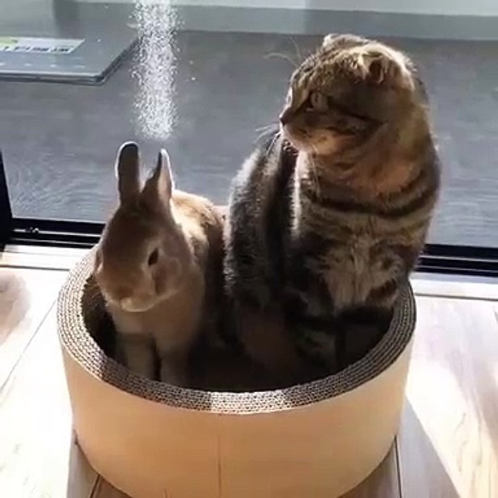 Ceci est la preuve que les chats peuvent cohabiter avec les lapins. Adorable !