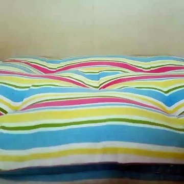 Un cochon d'Inde qui n'est pas très futé, voici ce que ça donne. A mourir de rire !