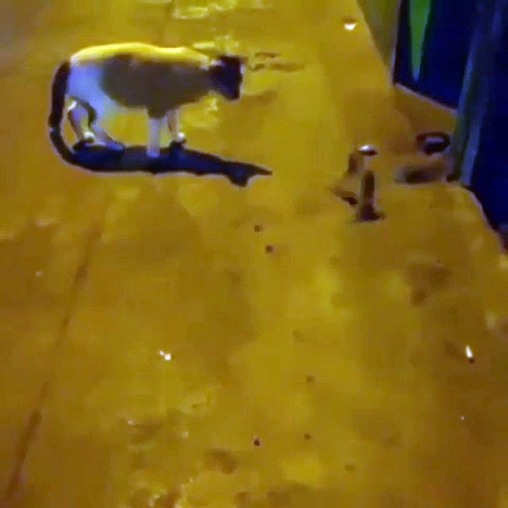 Deux souris se battent devant un chat apeuré. A mourir de rire !