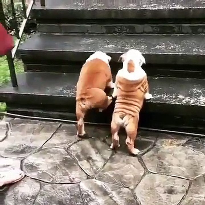 Ces petits chiots orphelins rencontrent pour la première fois leur nouvelle famille. Captivant !