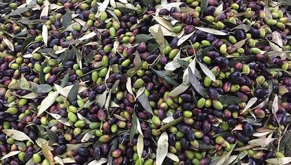 GOODLINES: 10th April 2019