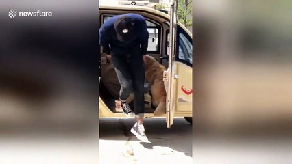 Timid golden retriever gets too scared to step out of three-wheeler