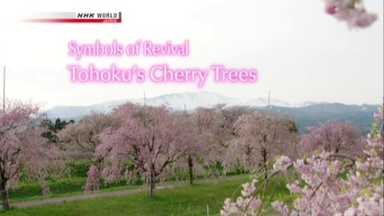 Symbols of Revival - Tohoku's Cherry Trees (NHK WORLD TV)